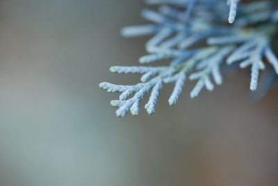 Juniperus scopulorum - jalovec skalní - detail větévky